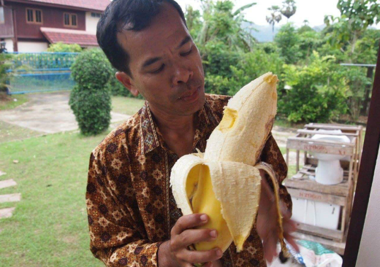 The Largest Banana In The World Musa Ingens (Giant Highland Banana