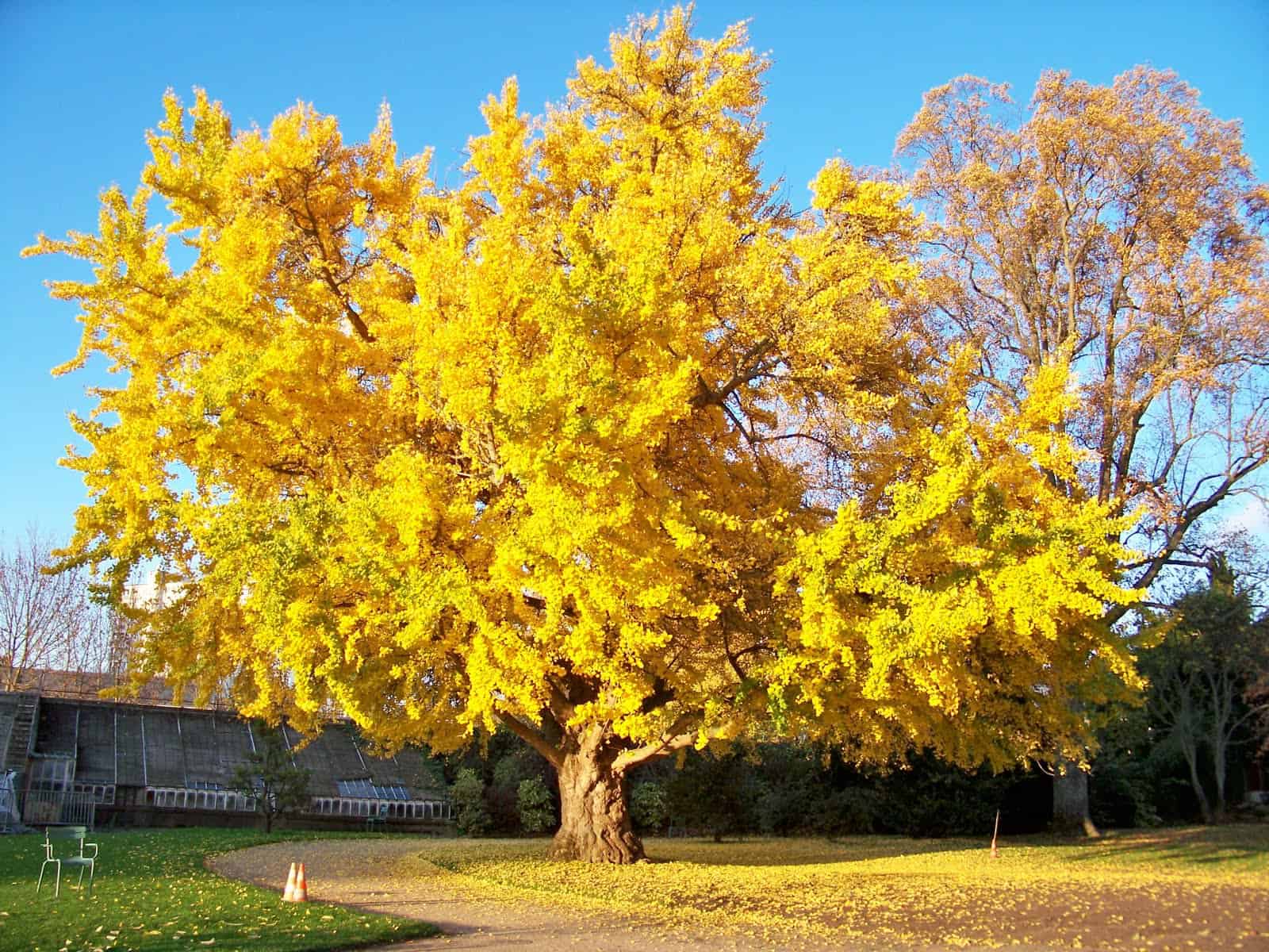 Buying And Growing A Gingko Biloba Tree MetaEfficient Buying And Growing A Gingko Biloba Tree MetaEfficient